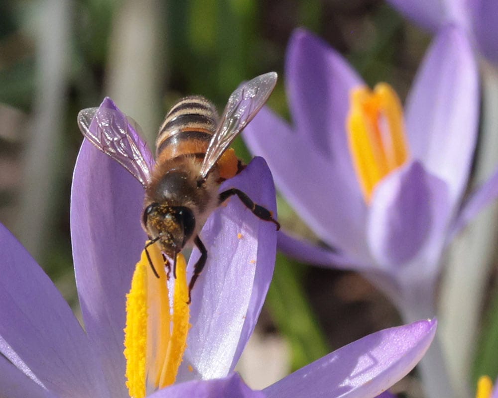 Biene auf einer Blume